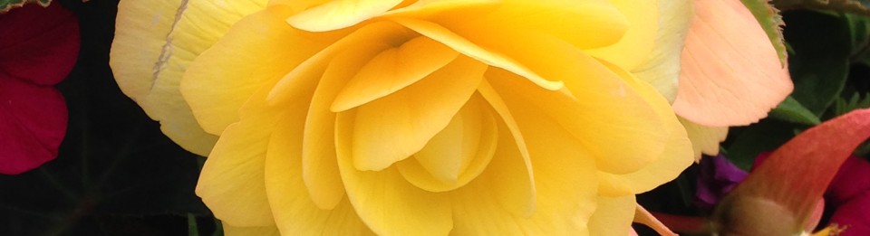 cropped-img_58971.jpg